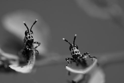 Black and White Photography examples